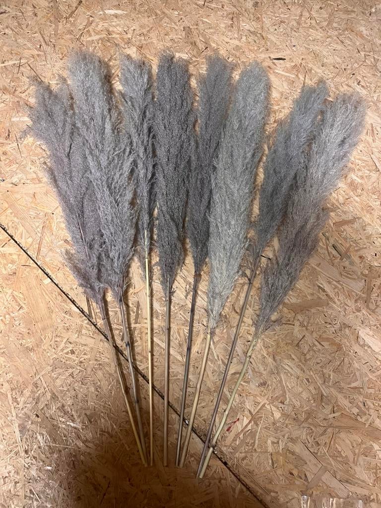 Pampas gras 8 strengen volle pluimen, Ophalen of Verzenden, Zo goed als nieuw