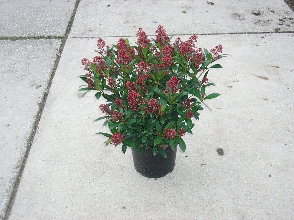 Skimmia jap. Rubella in diverse maten potkweek, Ophalen, Overige soorten, Halfschaduw