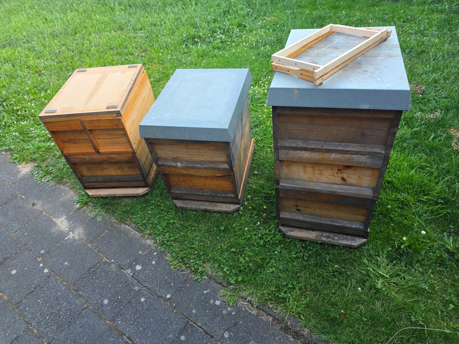 Dadant kasten te koop, Dieren en Toebehoren, Insecten en Spinnen, Bijen