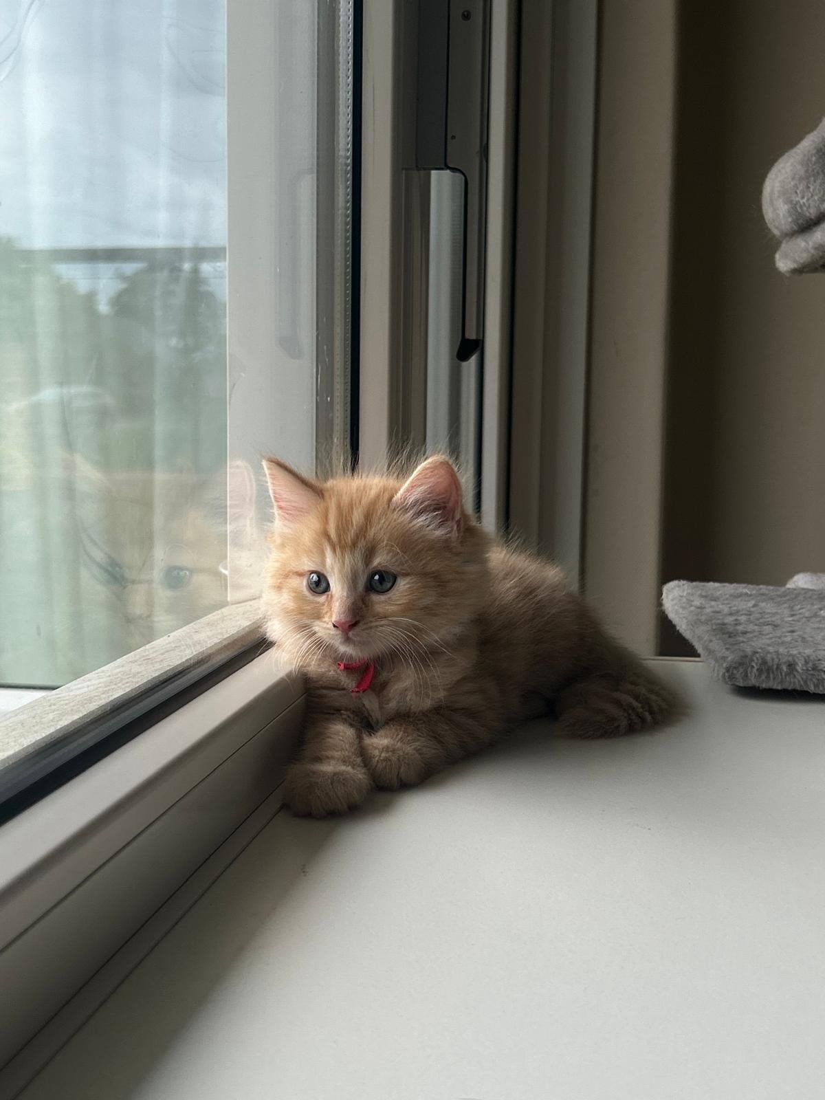 Ragdoll x Mainecoon kittens, Dieren en Toebehoren, Katten en Kittens | Raskatten | Langhaar, Meerdere dieren