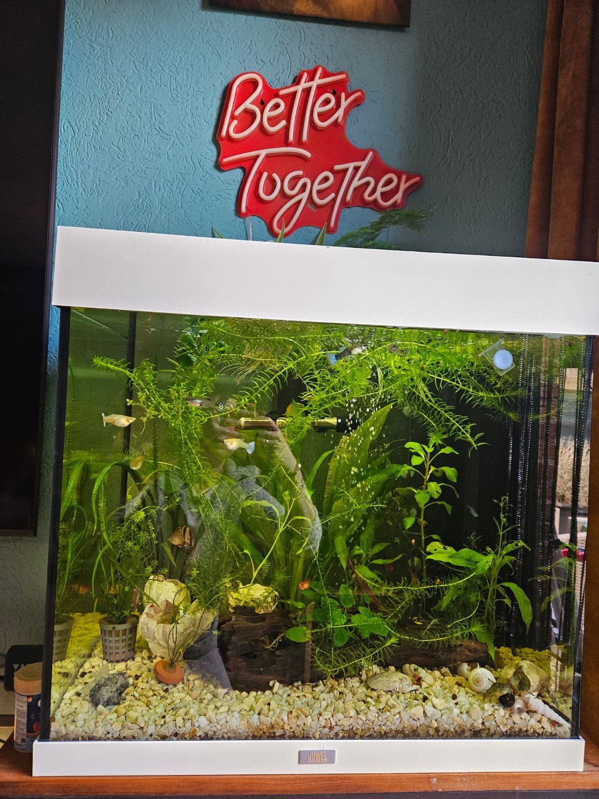 Aquarium JUWEL LIDO 120 - Incl Alles! vissen - pomp Enz, Ophalen, Zo goed als nieuw, Gevuld zoetwateraquarium
