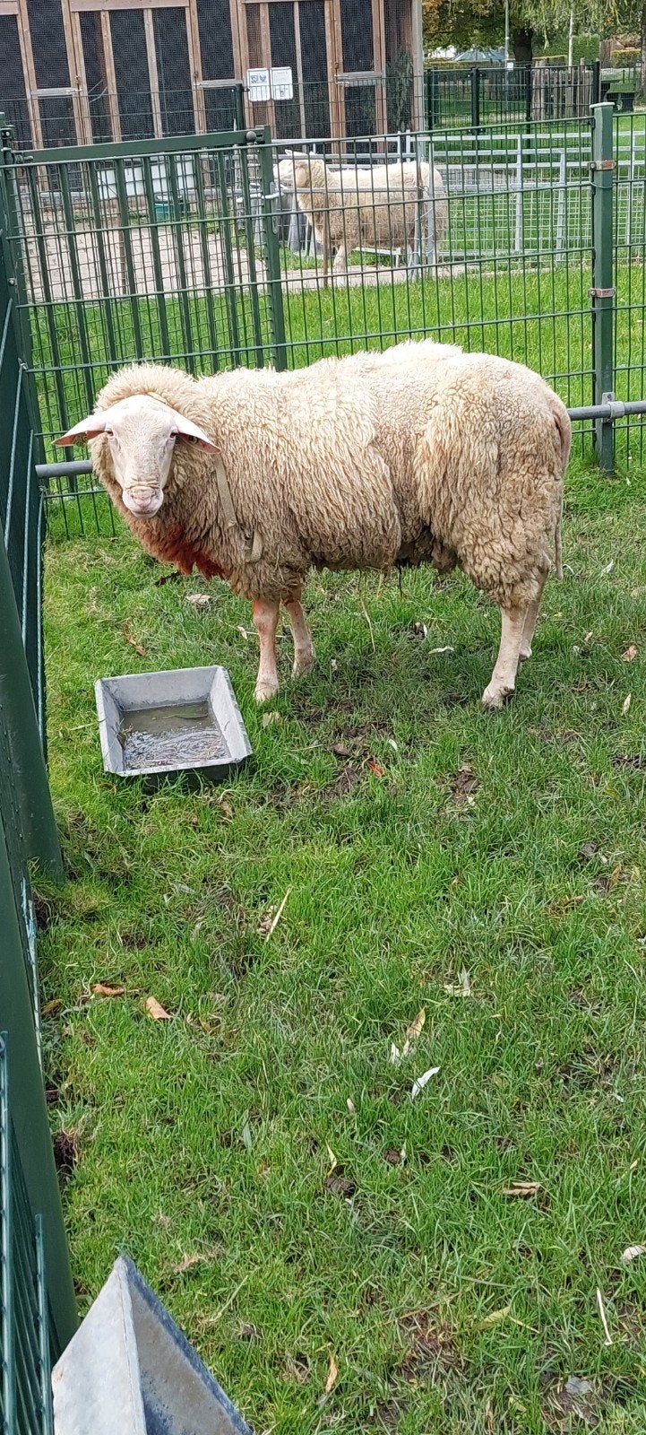 friese gekeurde dekram, Dieren en Toebehoren, Mannelijk, Schaap, 0 tot 2 jaar