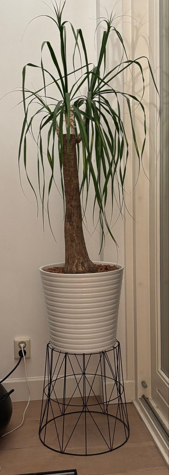 Grote olifantenpoot plant met pot en metalen rekje, Ophalen, 100 tot 150 cm, In pot, Yucca