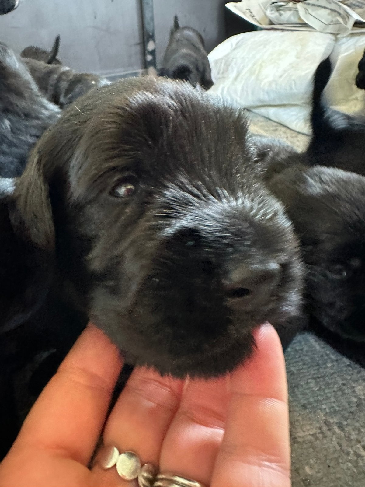Beschikbaar Giant Schnauzer Riesenschnauzer pup raszuiver., Overige rassen, 8 tot 15 weken, Parvo, Meerdere