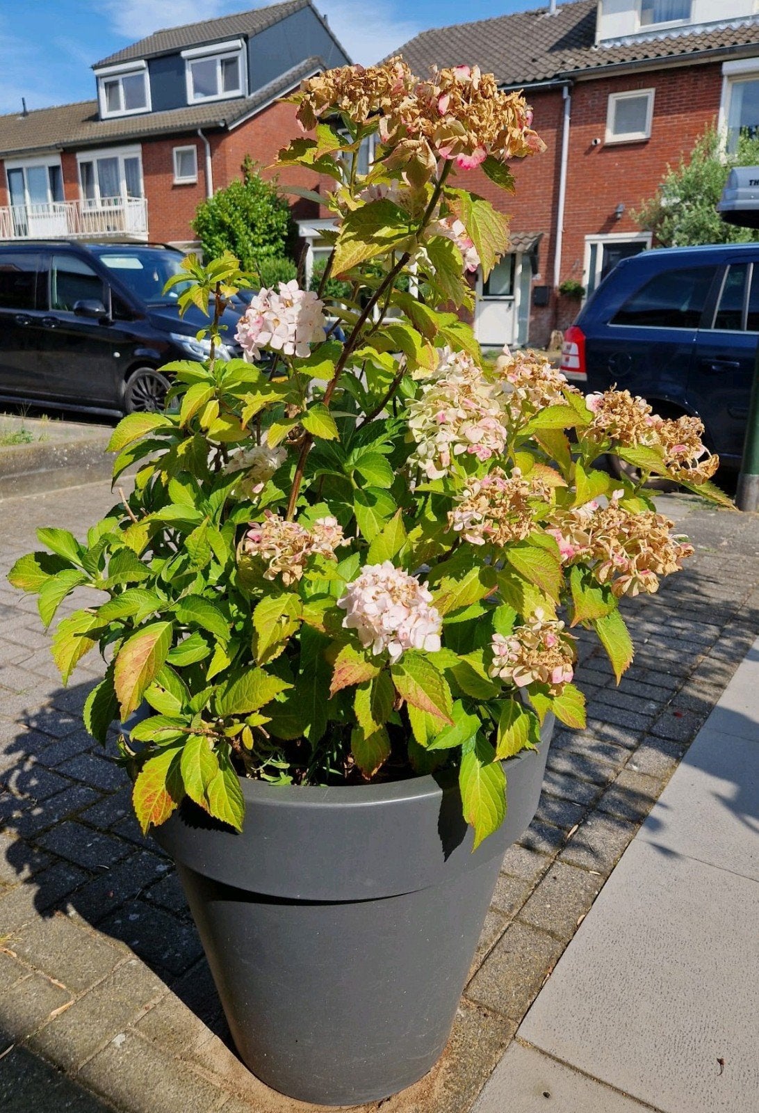 Bloempot/Elho/Grijs/Kunstof/Met hortensia plant, Tuin en Terras, Planten | Bomen, Ophalen