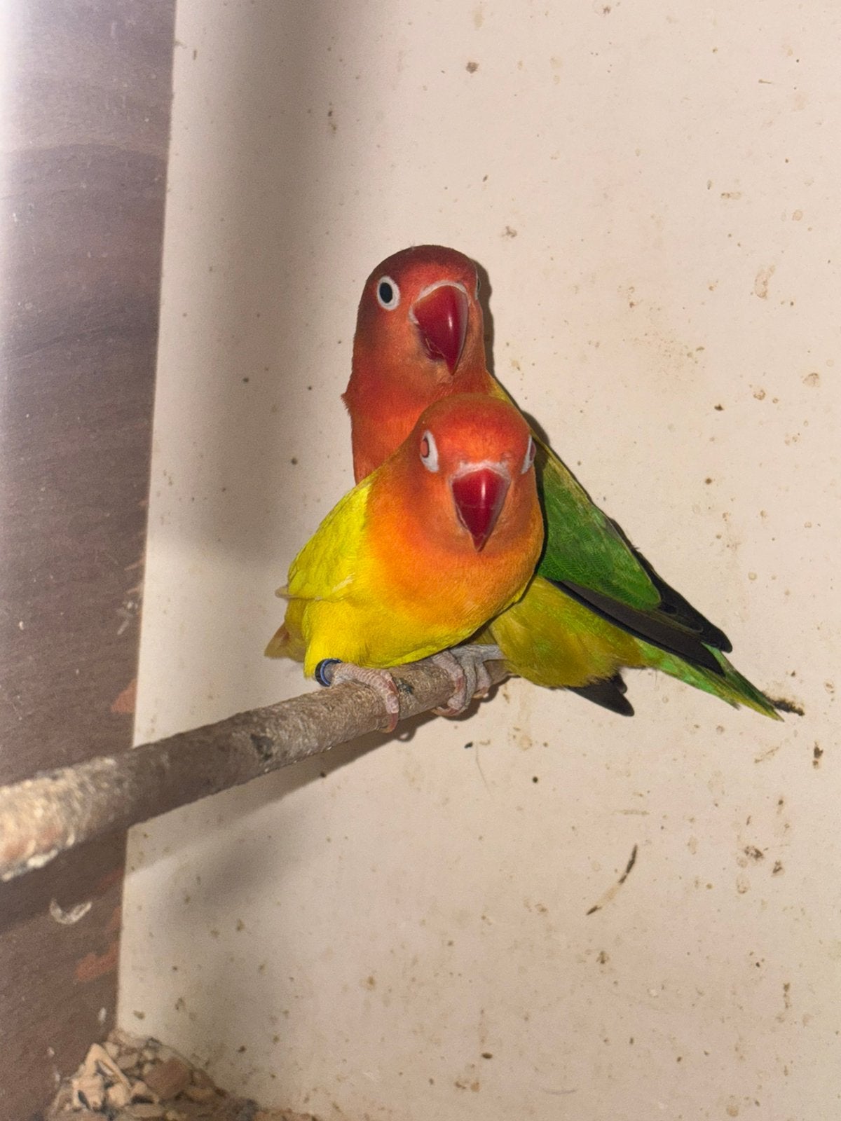 Opaline lutino x opaline euwing split ino, Dieren en Toebehoren, Vogels | Parkieten en Papegaaien, Meerdere dieren, Dwergpapegaai of Agapornis