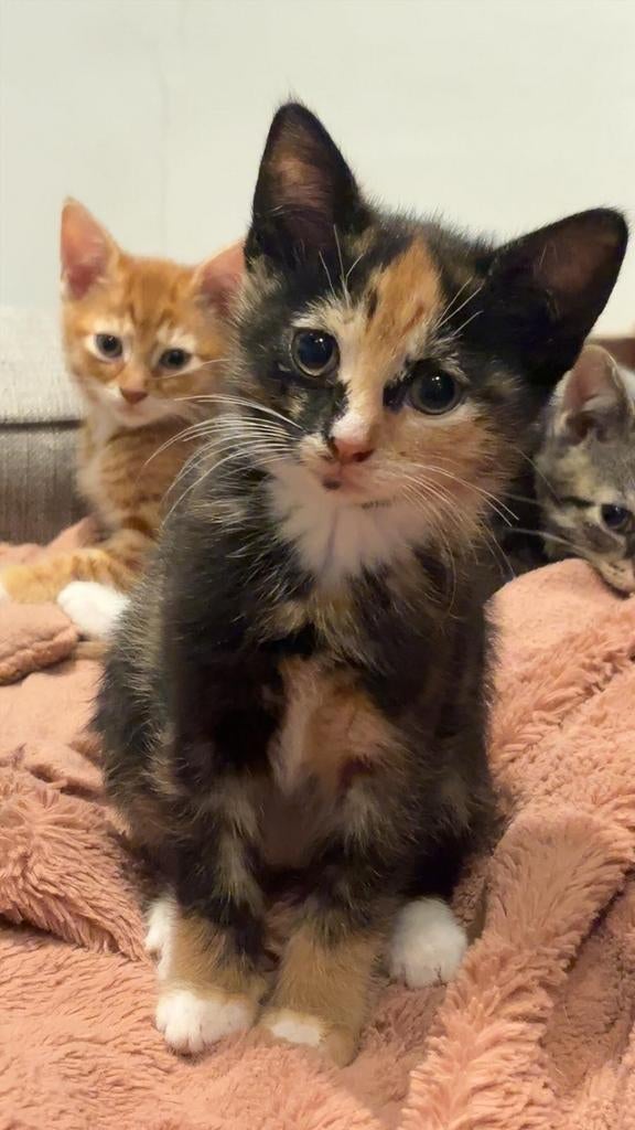 2 vrouwelijke lapjes katten, zwart met oranje., Poes, Kortharig, 0 tot 2 jaar