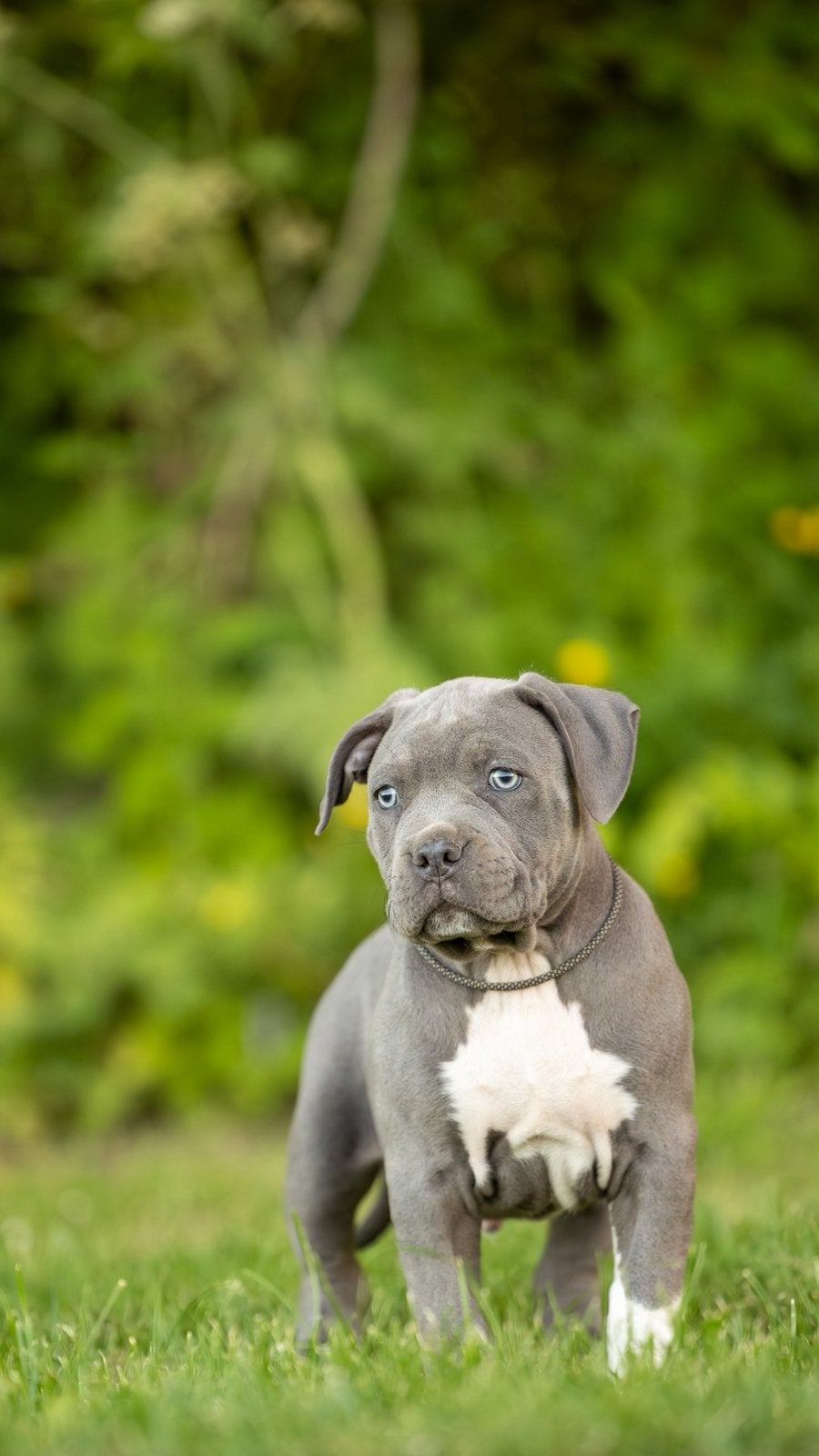 American Bully XL, Parvo, Overige rassen, 8 tot 15 weken, Meerdere