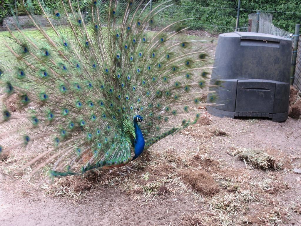 broedeieren van de blauwe pauw, Dieren en Toebehoren, Geslacht onbekend, Overige soorten