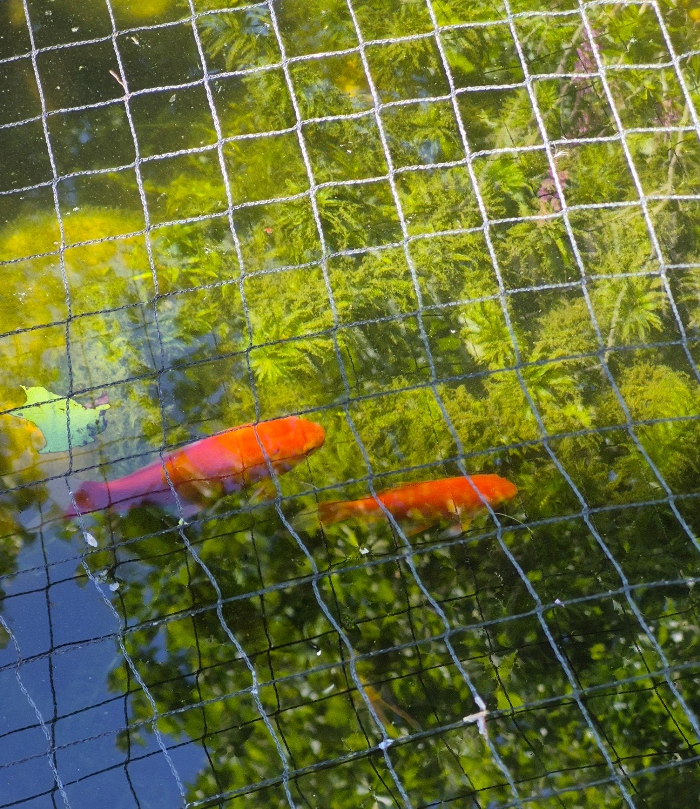 Goudvissen / vijvervissen, Dieren en Toebehoren, Vissen | Vijvervissen, Goudvis(sen)