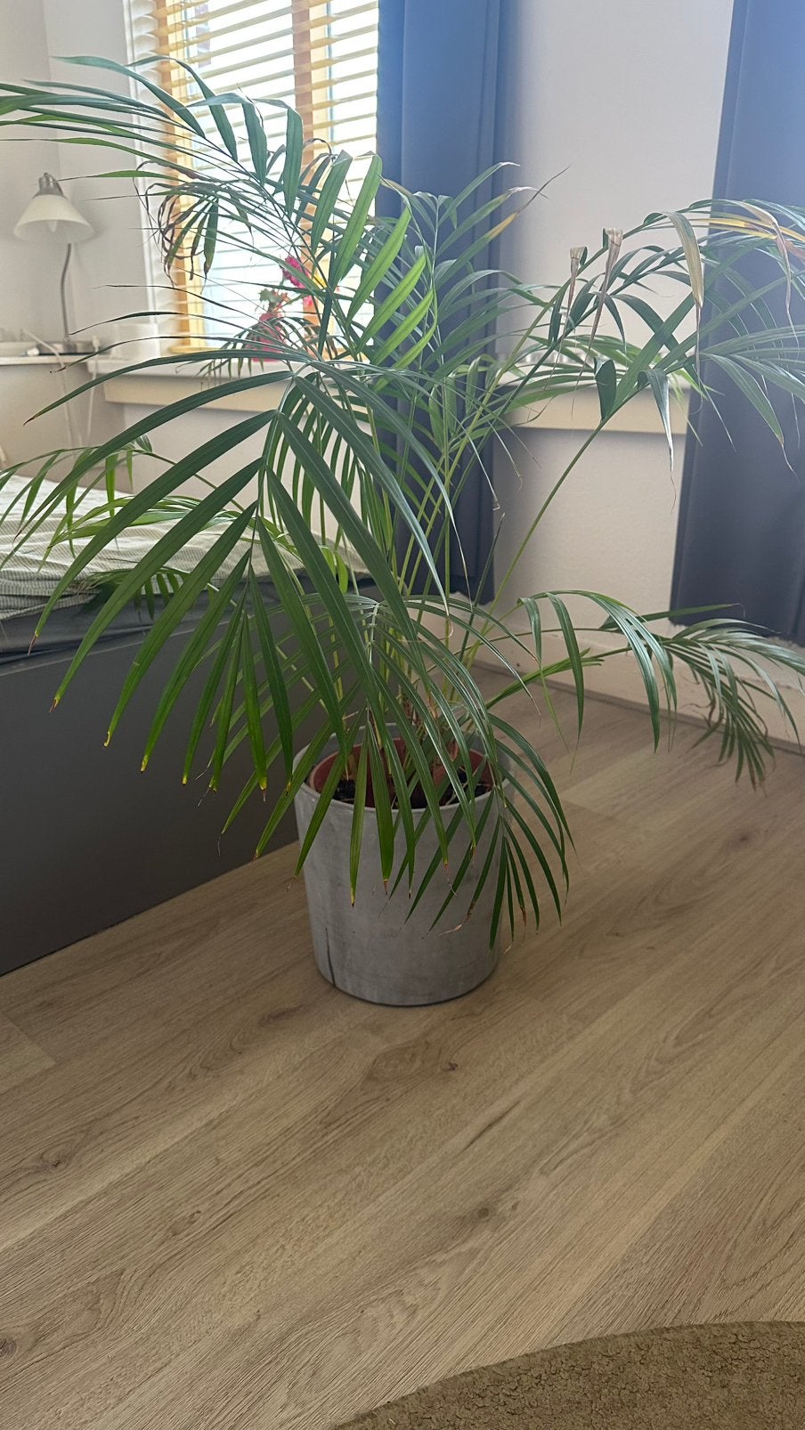 Areca palm (goudpalm) - grote gezonde kamerplant, Huis en Inrichting, Kamerplanten, Ophalen, Halfschaduw, Minder dan 100 cm