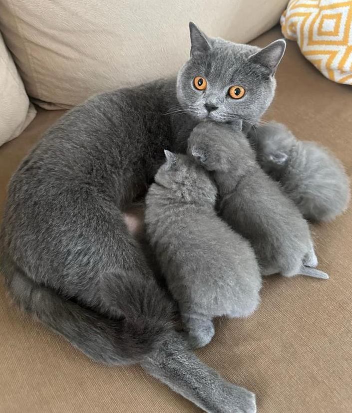 Britse Korthaar Kittens, Dieren en Toebehoren, Katten en Kittens | Raskatten | Korthaar, Meerdere dieren, Ontwormd, 0 tot 2 jaar