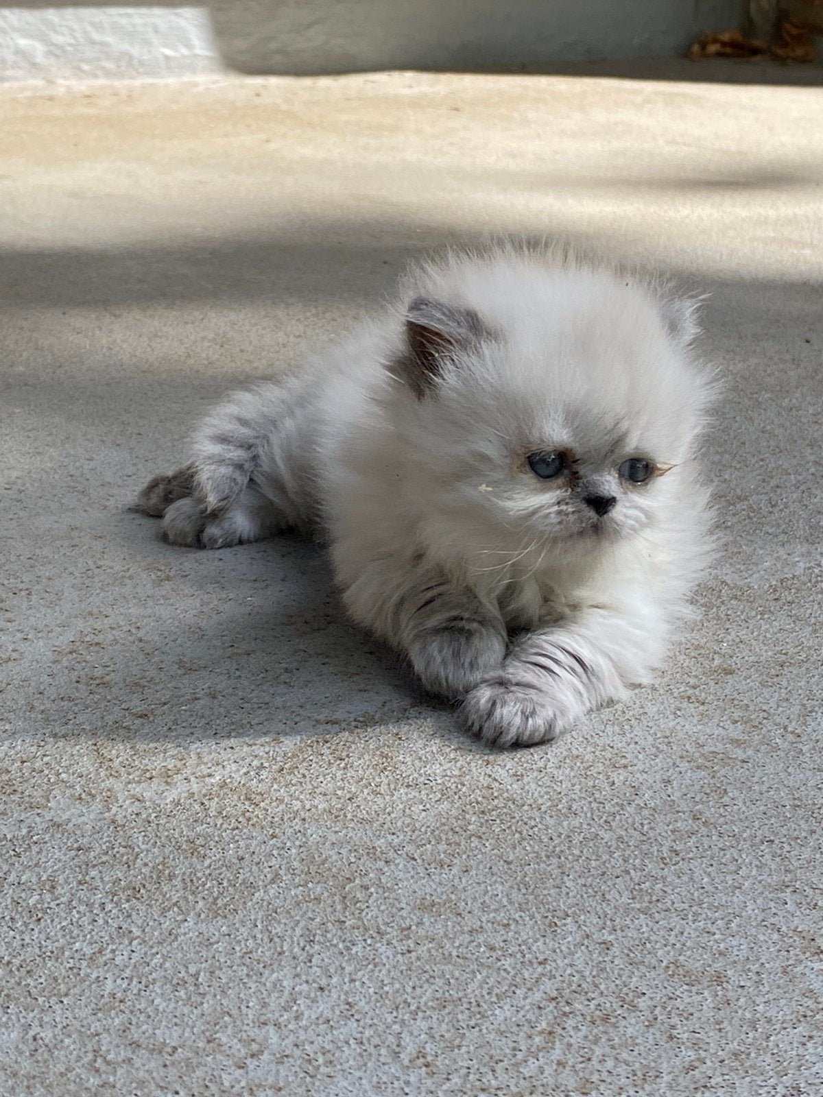 Kittens, Dieren en Toebehoren, Poes, 0 tot 2 jaar