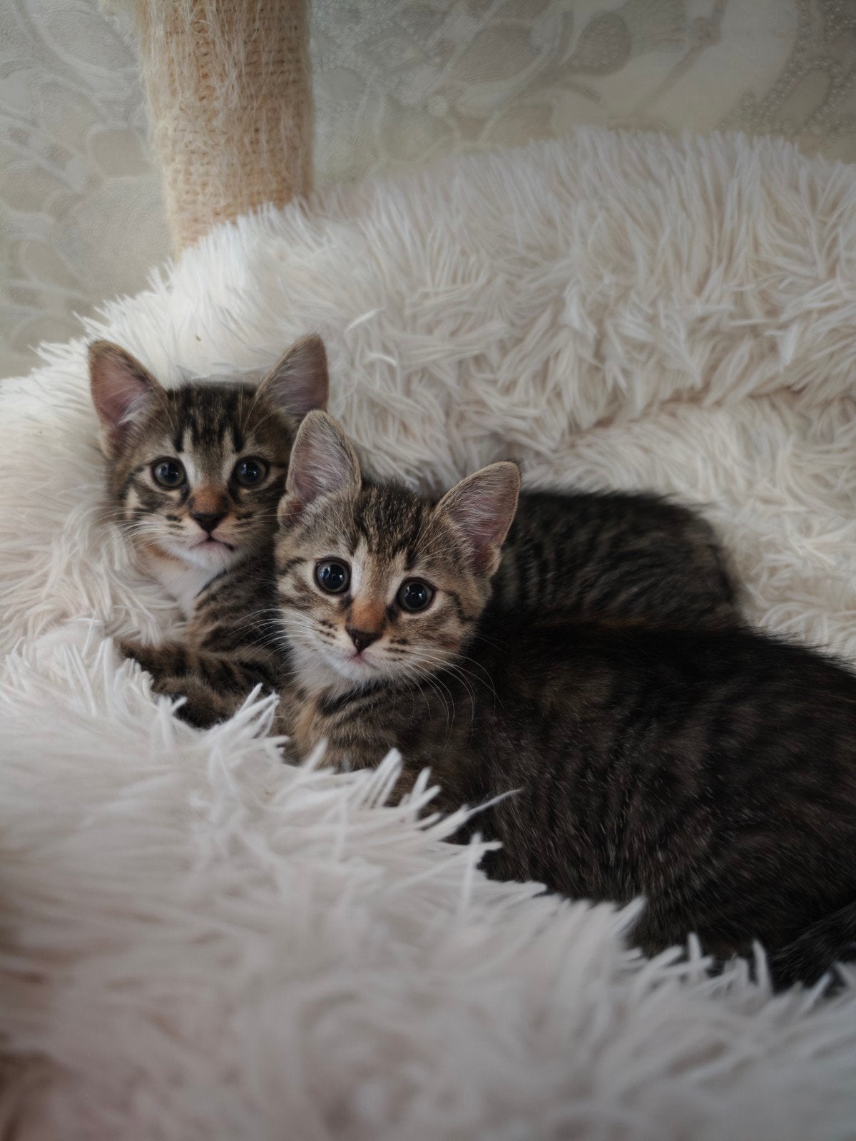 Laatste 2 Noorse Boskat x Ragdoll kittens., Meerdere dieren, 0 tot 2 jaar