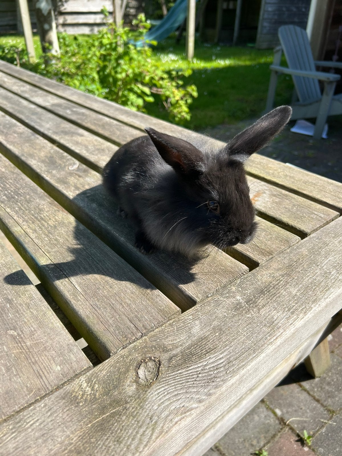 Jonge konijnen, Meerdere dieren, Dwerg
