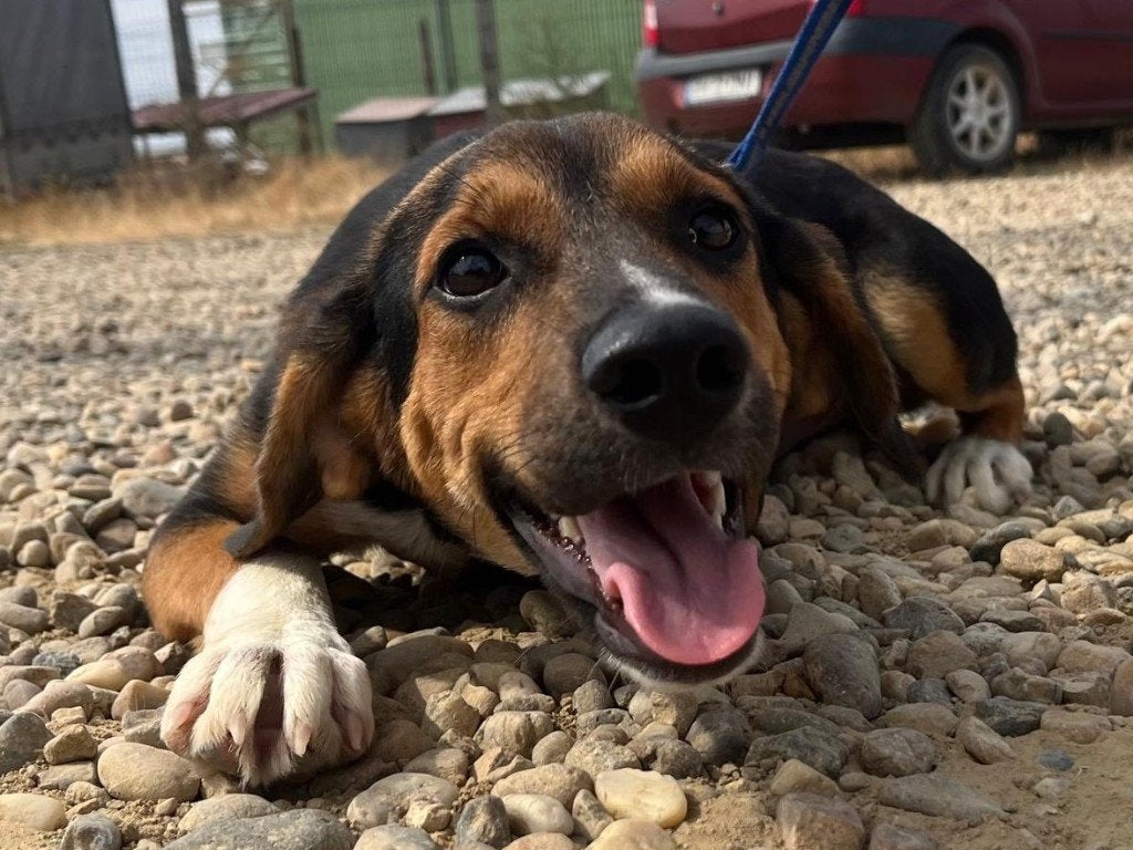 Lieve Dakota is een mooi en vrolijk hondje, Dieren en Toebehoren, Particulier, 1 tot 2 jaar, Buitenland, Teef