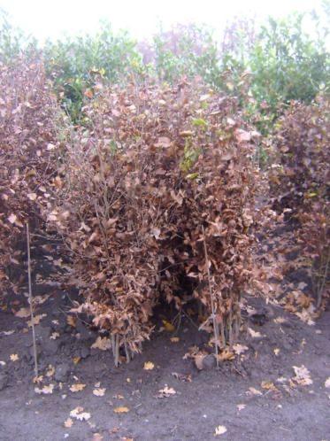 Beukenhaag en Prunus Lusitanica haagplanten, Vaste plant, Bloeit niet, Halfschaduw, Ophalen