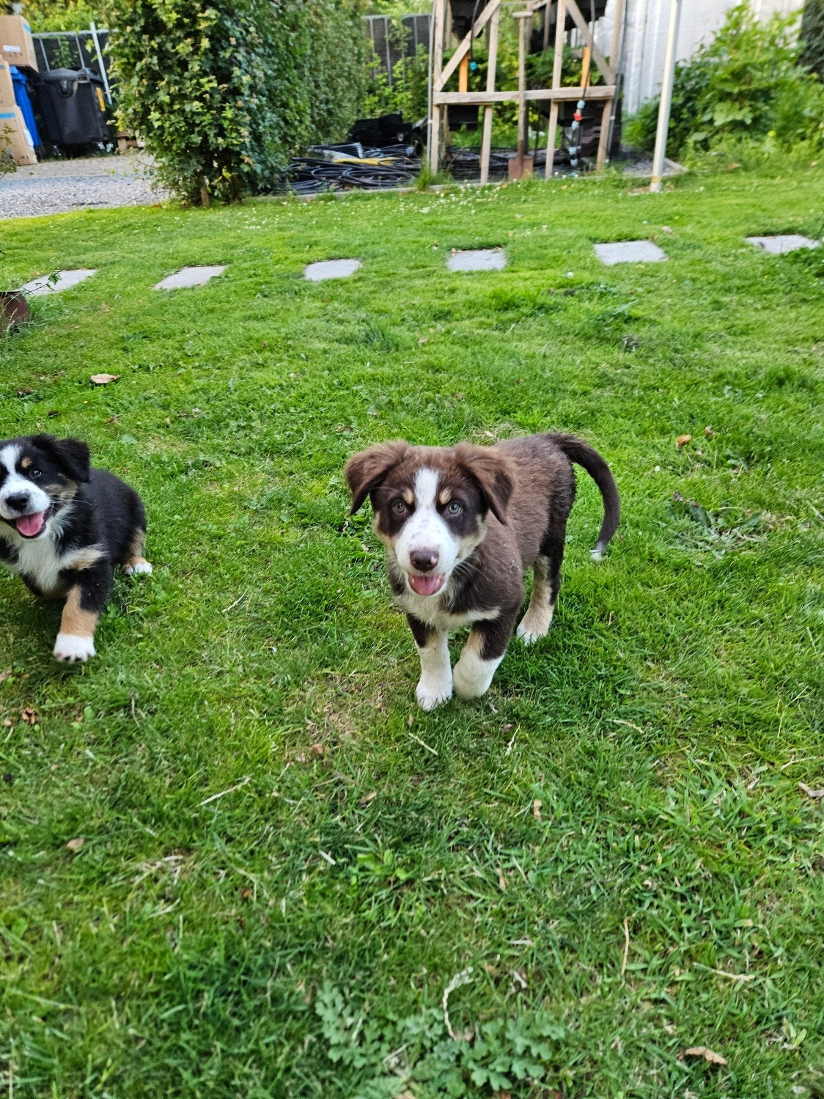 Mini Australian/American Shepherd nog 1 teefje beschikbaar!, Parvo, Overige rassen, 8 tot 15 weken, Meerdere