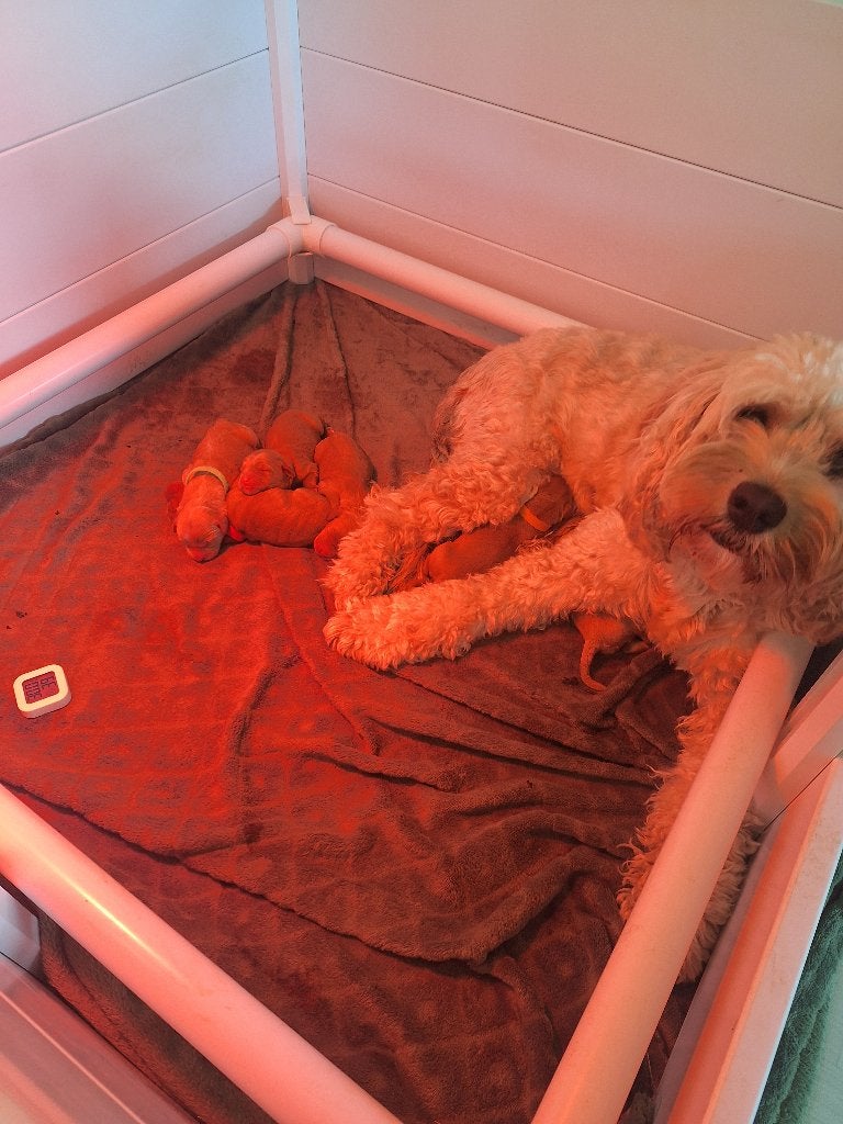 Cockapoo x Australian labradoodle, 8 tot 15 weken, Meerdere dieren, Eén hond, Middel