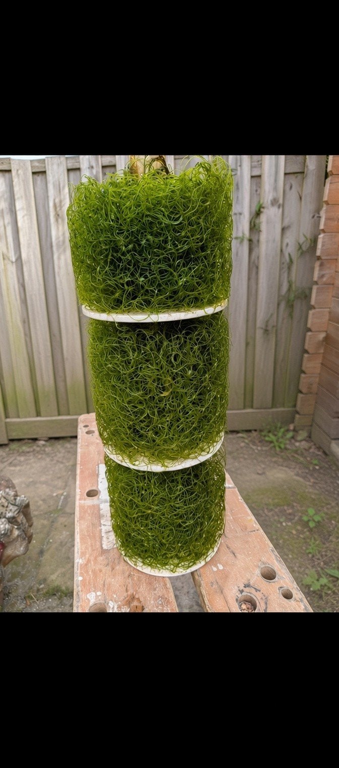 Chaetomorpha Algae K-chaeto, Ophalen of Verzenden, Nieuw, Plant(en), Steen of Hout
