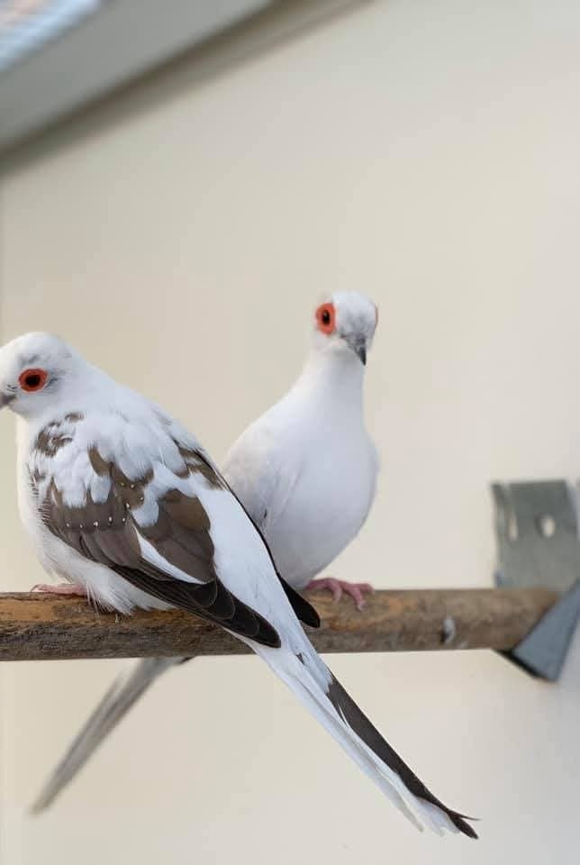 gezocht bonte of witte diamant duifjes., Meerdere dieren