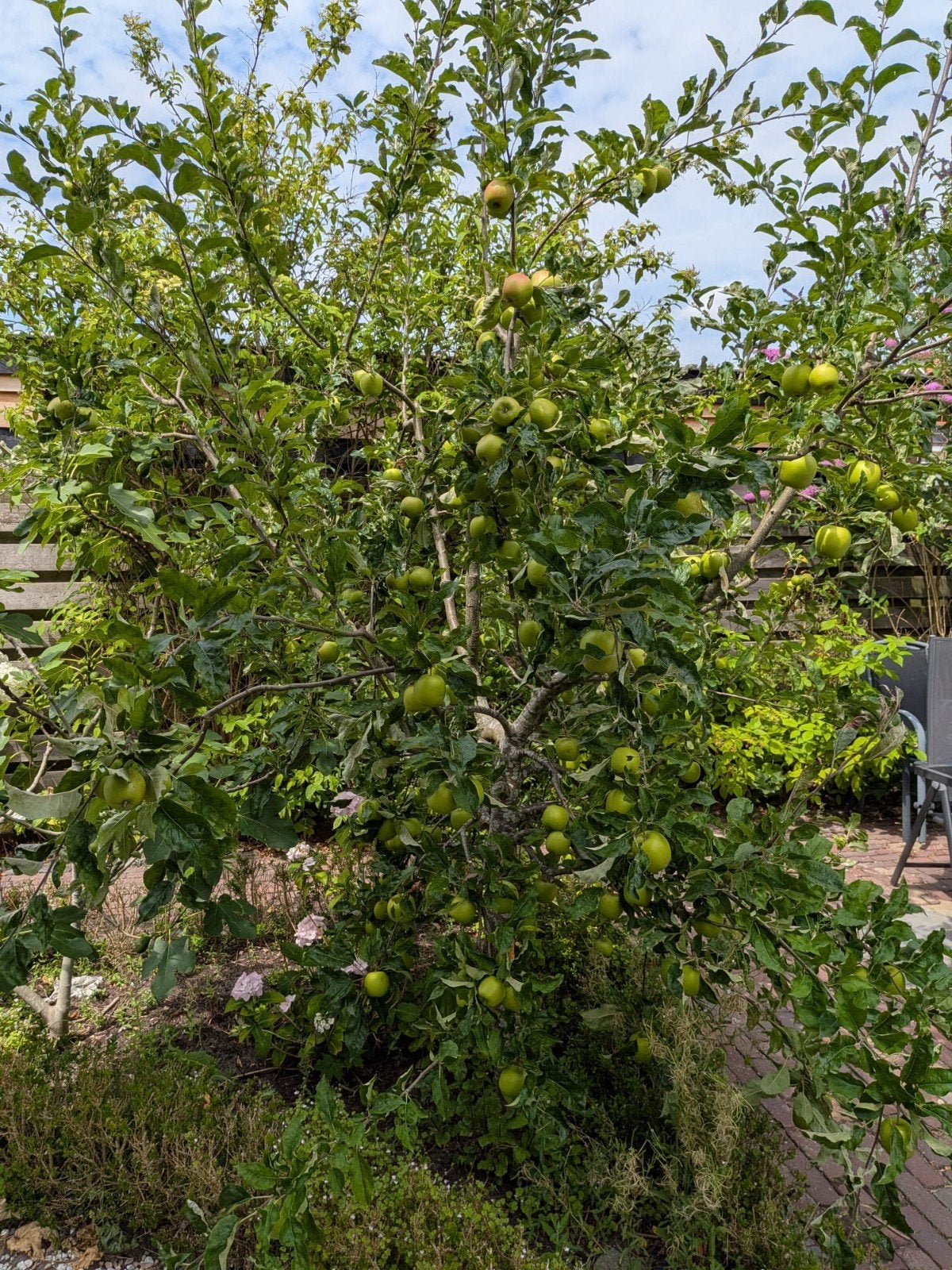 Zeer productieve Appelboom (Malus domestica) – Hangt nu al v, Ophalen, Lente, Volle zon, Appelboom