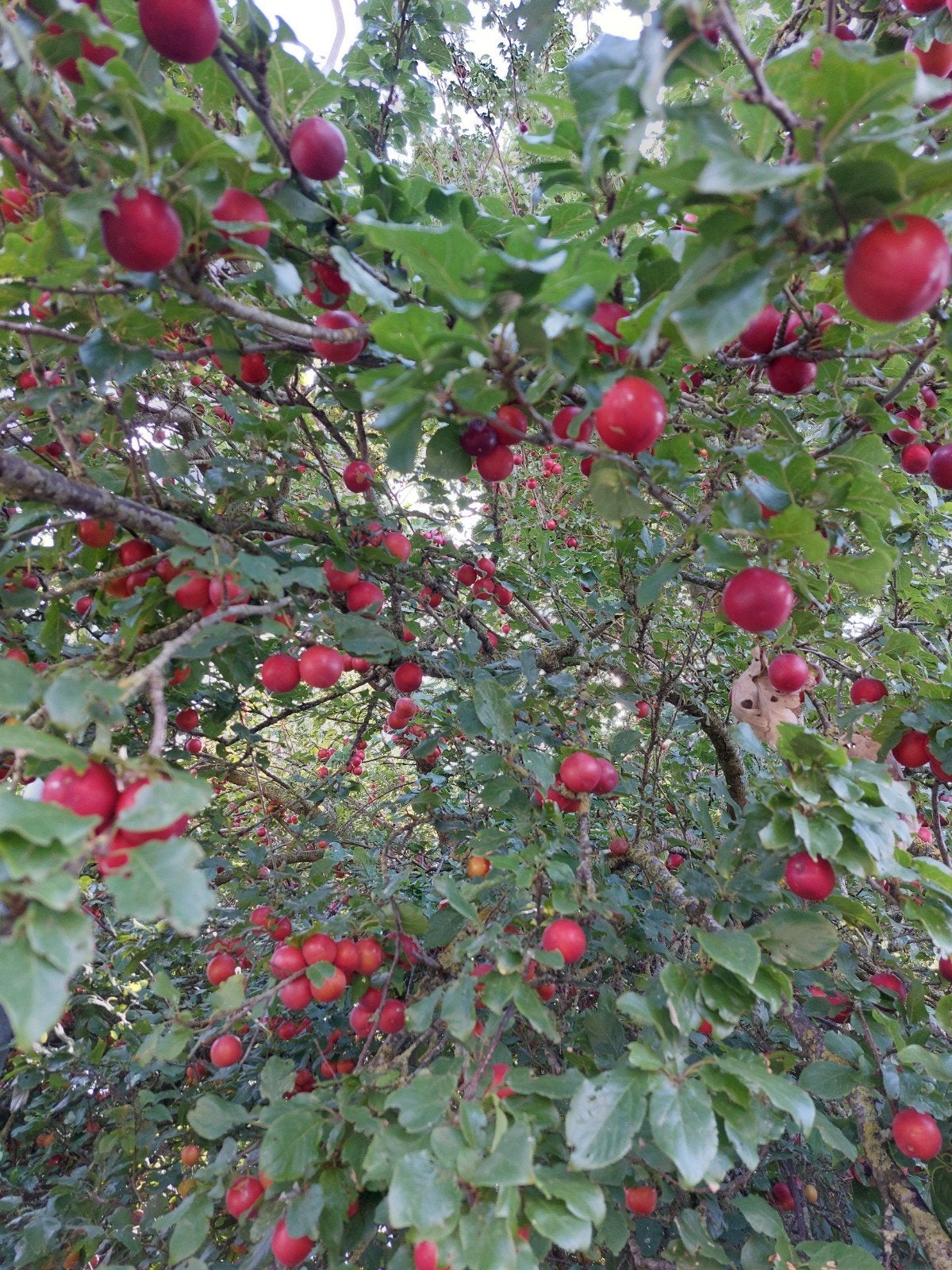Verse pruimen uit eigen tuin, Tuin en Terras, Planten | Fruitbomen, Ophalen, Minder dan 100 cm, Pruimenboom, Lente