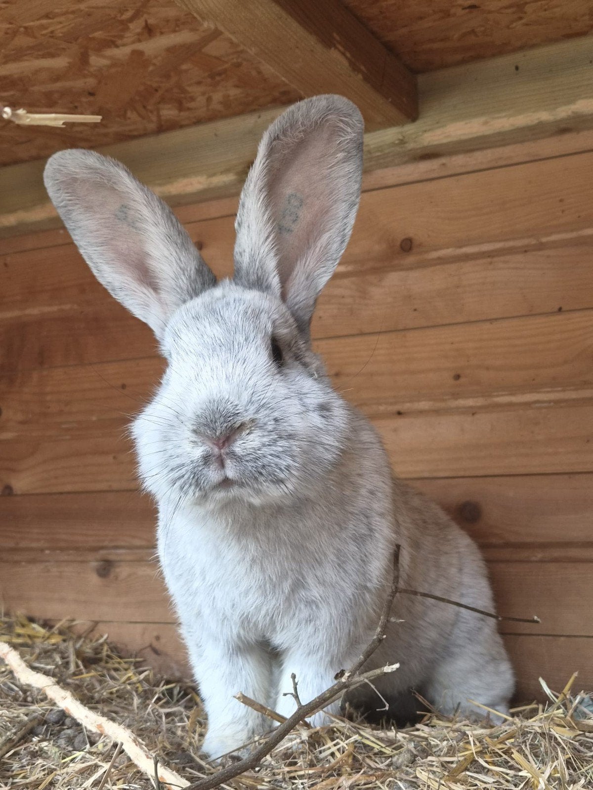 Voedster groot zilver, Dieren en Toebehoren, Vrouwelijk, Groot