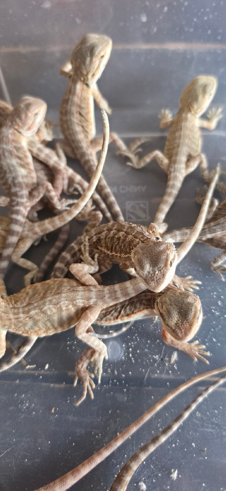 baardagaam jongen, laatste aantal Bearded Dragon photo 2