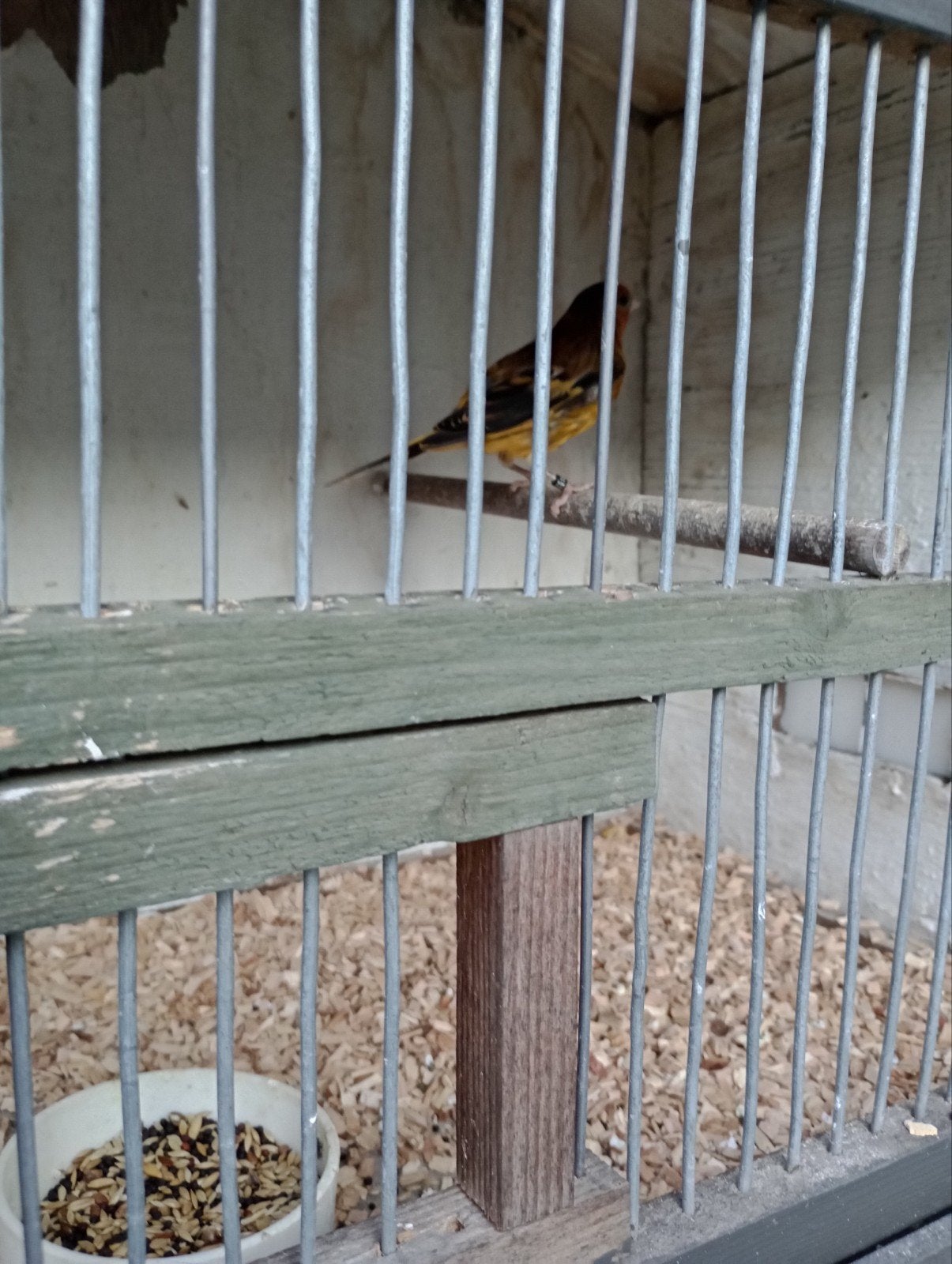 Te koop putter pop, Vrouwelijk, Wildzangvogel, Geringd