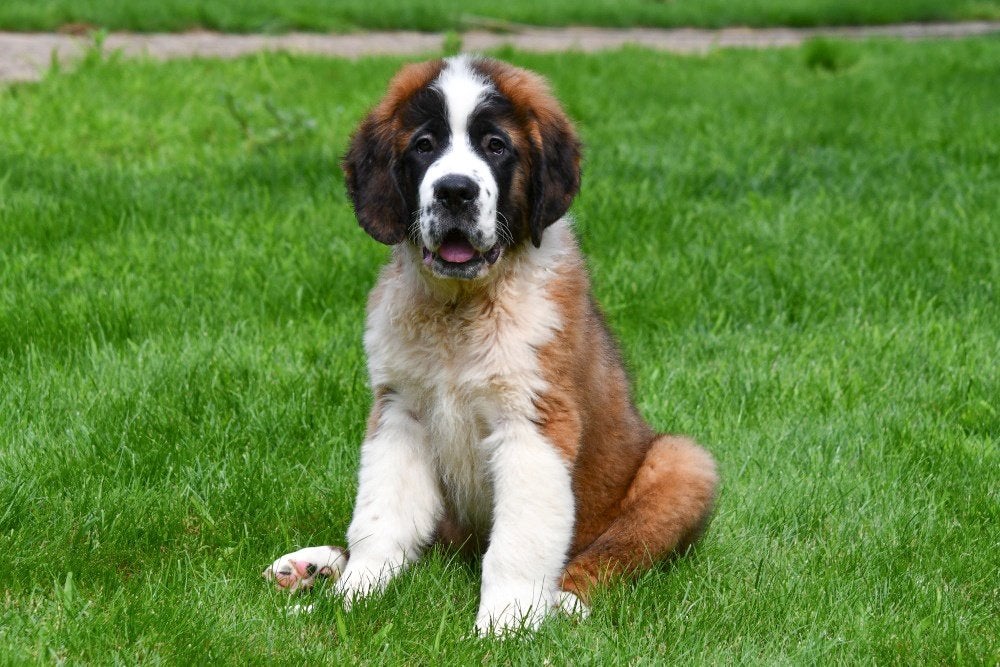 Sint-Bernard pups te koop, Dieren en Toebehoren, België, 15 weken tot 1 jaar, Parvo, Eén hond
