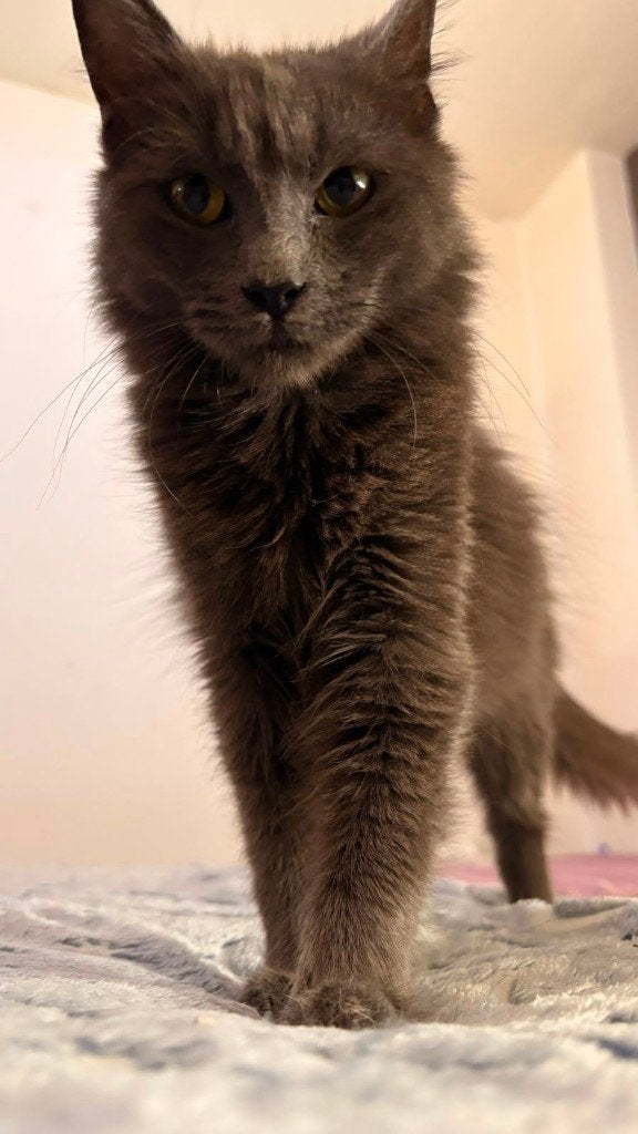 MJM Dogs Foundation: Naam?=Mochi, Dieren en Toebehoren, Katten en Kittens | Overige Katten, Kater, Langharig, 0 tot 2 jaar