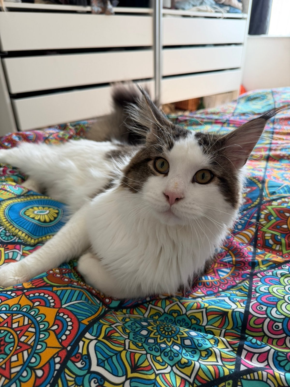 Maine Coon kater (10 maanden) zoekt liefdevol thuis, Kater