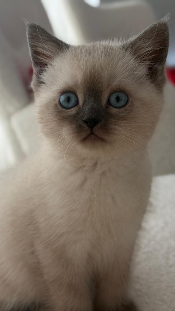 Katten te koop 8 weken, Meerdere dieren