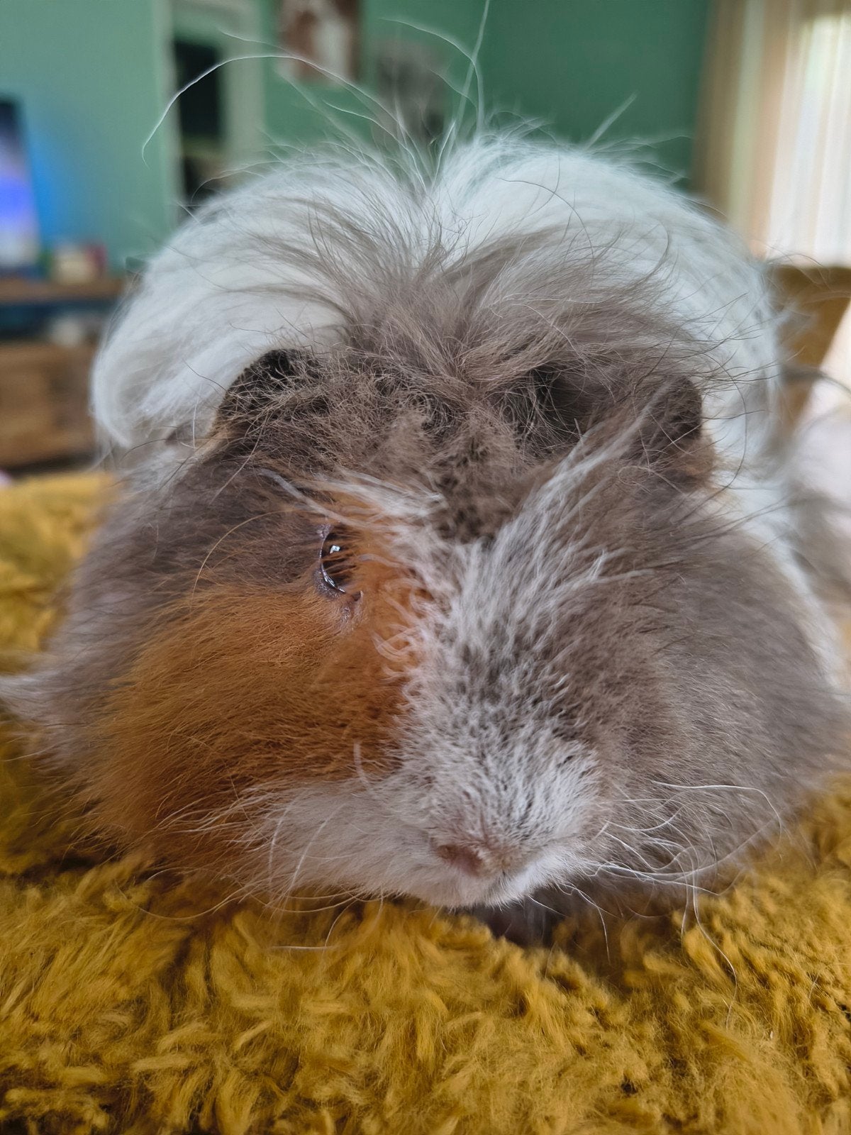twee lieve cavia's lunkarya, Dieren en Toebehoren, November, Meerdere dieren, Cavia