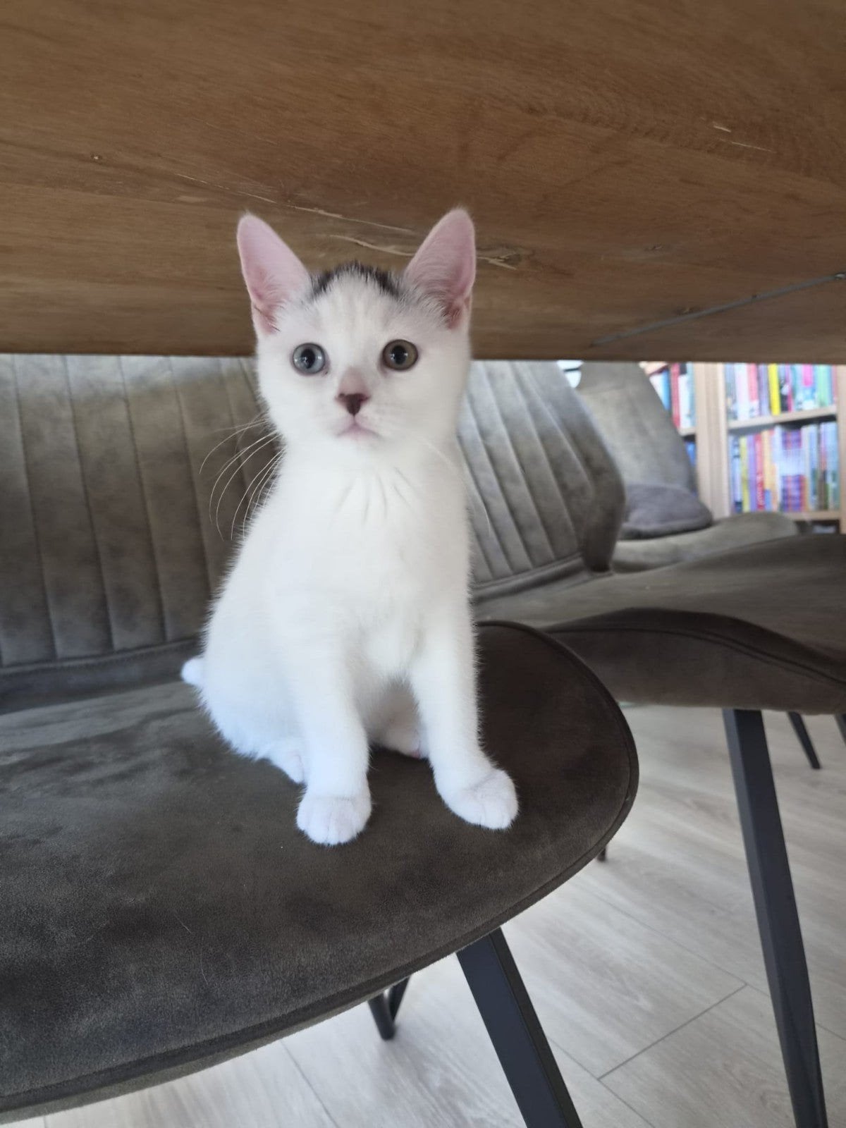 kittens  van Brıts korthaar moeder (spesiyal one), Meerdere dieren