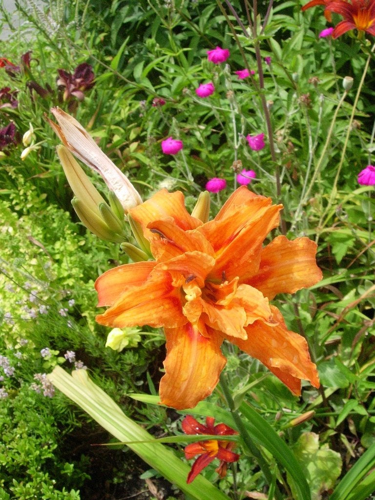 hemerocallis fulva kwanso, Ophalen, Overige soorten, Volle zon