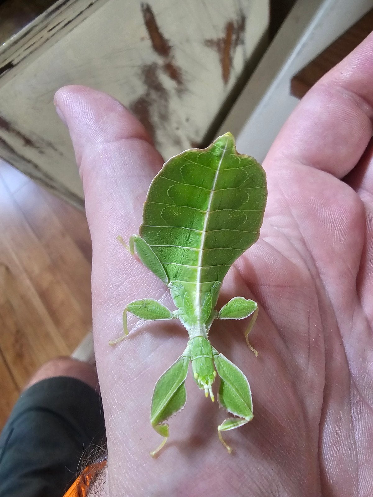 Wandelend blad (Phyllium) – uniek insect, Wandelende tak