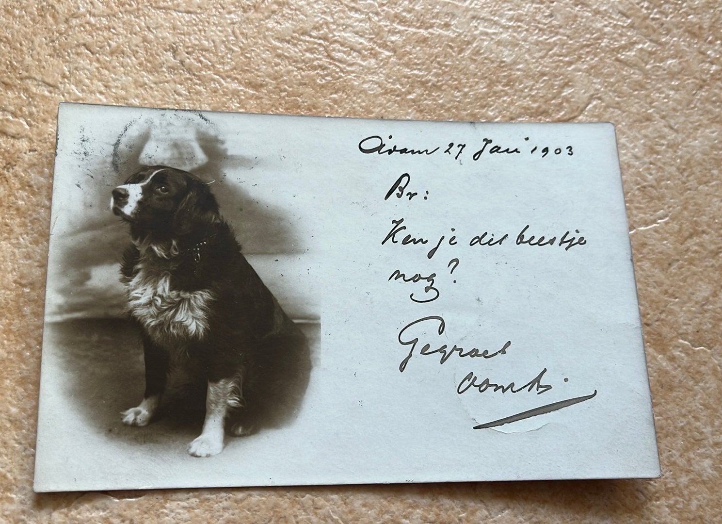 Setter ras mooie honden kaart, Ophalen of Verzenden, Voor 1920, Gelopen, Overige thema's