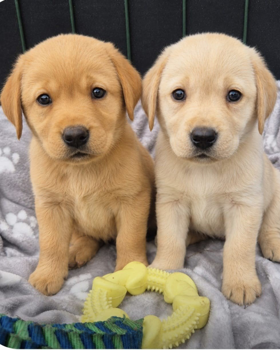 Prachtige blonde/ vos kleur labrador pups, Nederland, 8 tot 15 weken, Labrador retriever, Meerdere