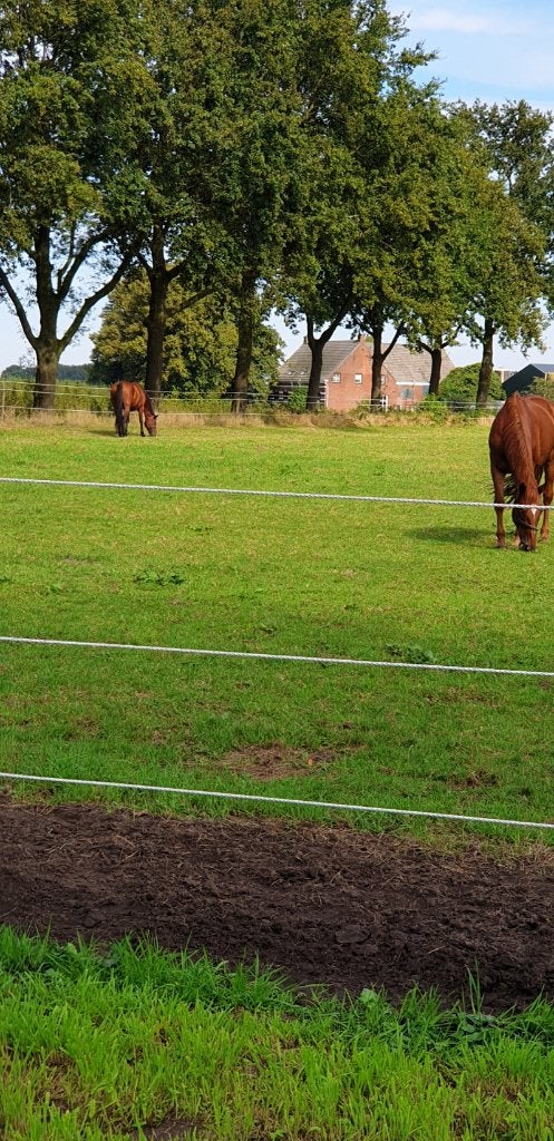 stalling met weidegang aangeboden per eind augustus, Dieren en Toebehoren, Stalling en Weidegang, Weidegang, 2 of 3 paarden of pony's