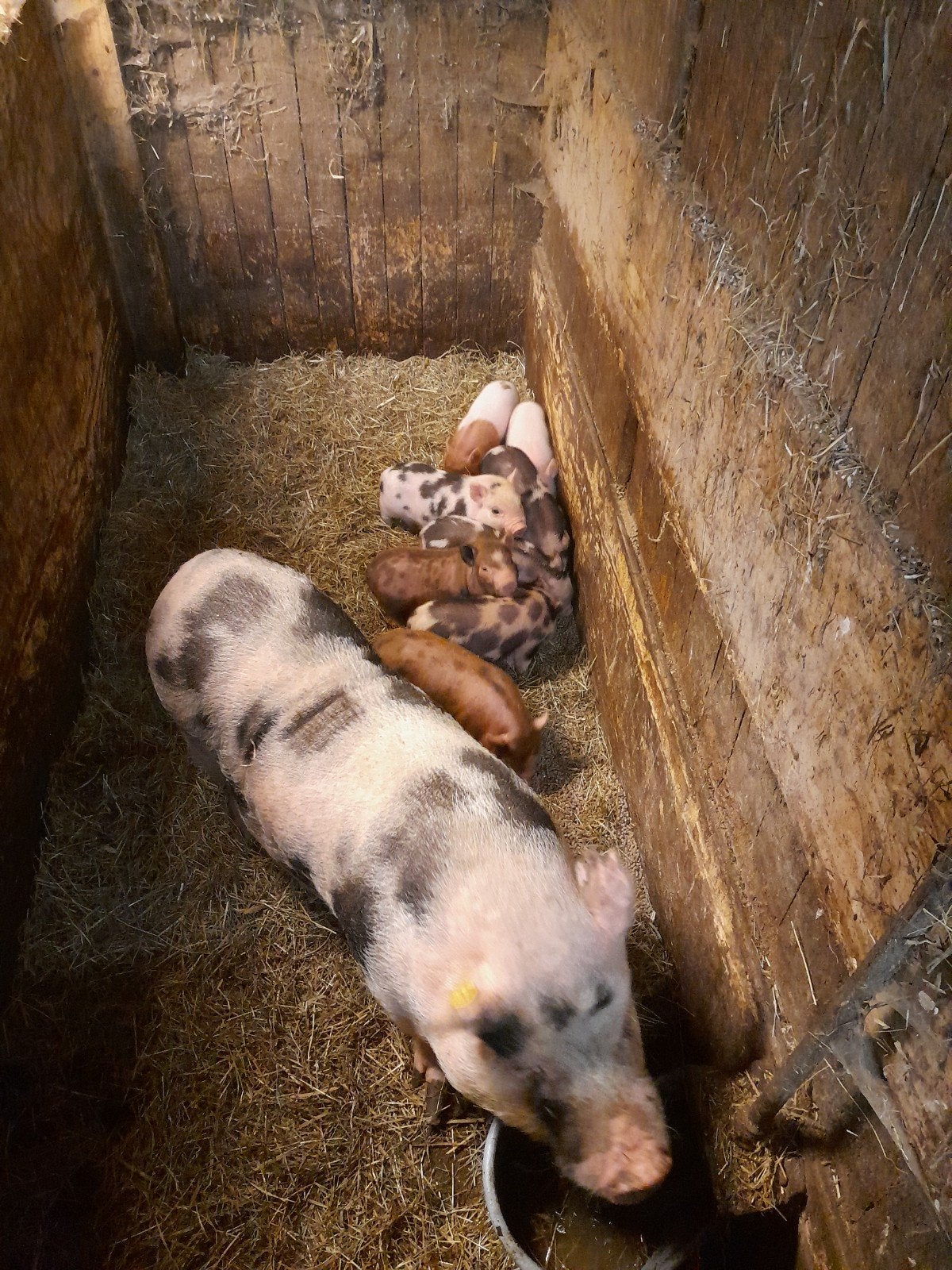 mini gottinger bigjes, Dieren en Toebehoren, Meerdere dieren
