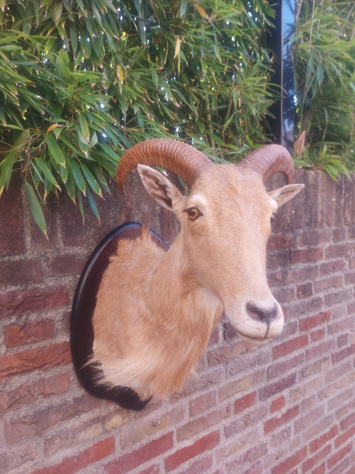 Opgezette kop bok taxidermy schedel hoorn hert jacht afrika, Verzamelen, Dierenverzamelingen, Ophalen, Wild dier, Gewei of Kop