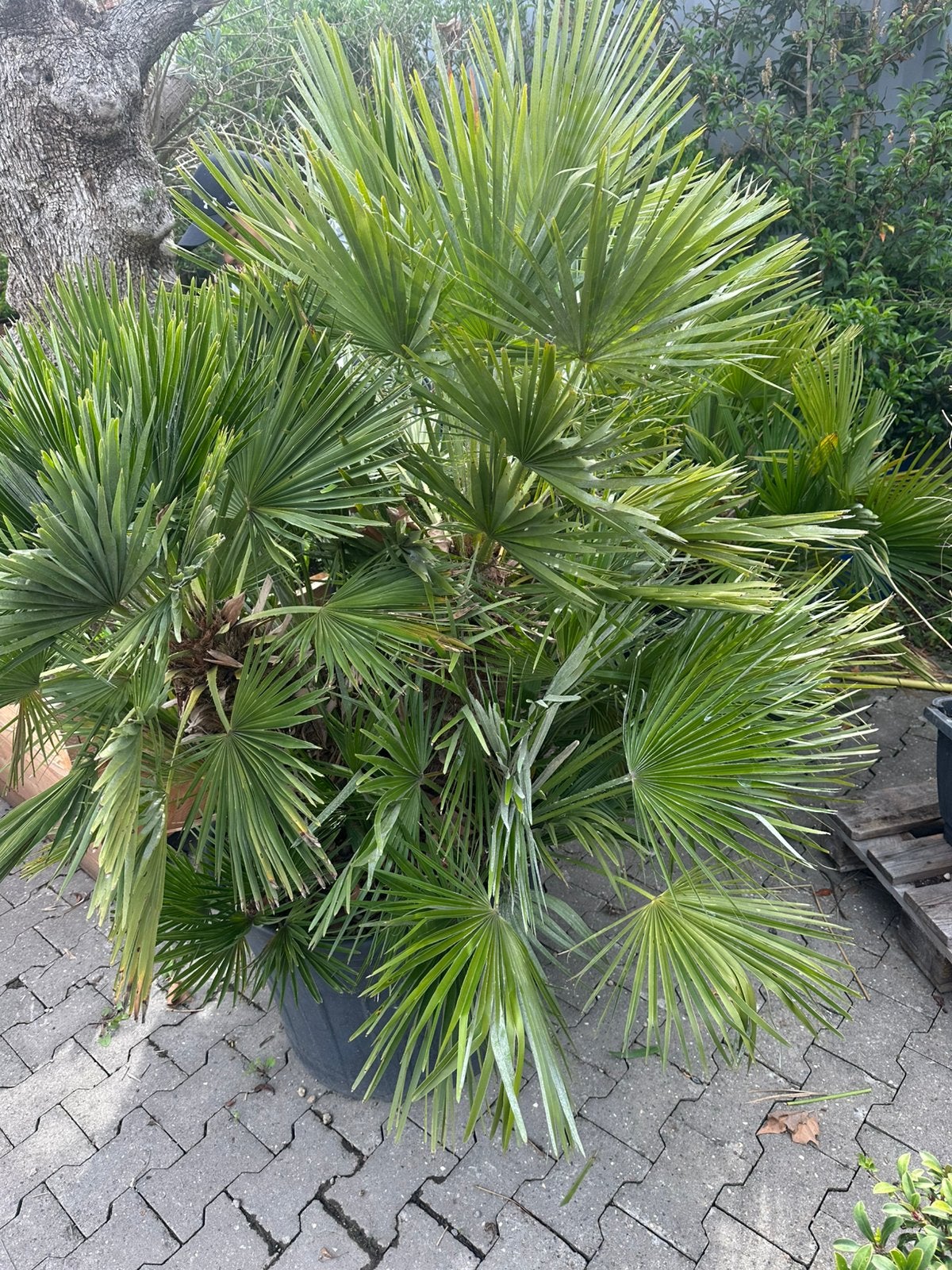 Volle Chamaerops VULCANO palm - 1.80m hoog, 3 stammen, Overige soorten, Volle zon, Vaste plant, Ophalen of Verzenden