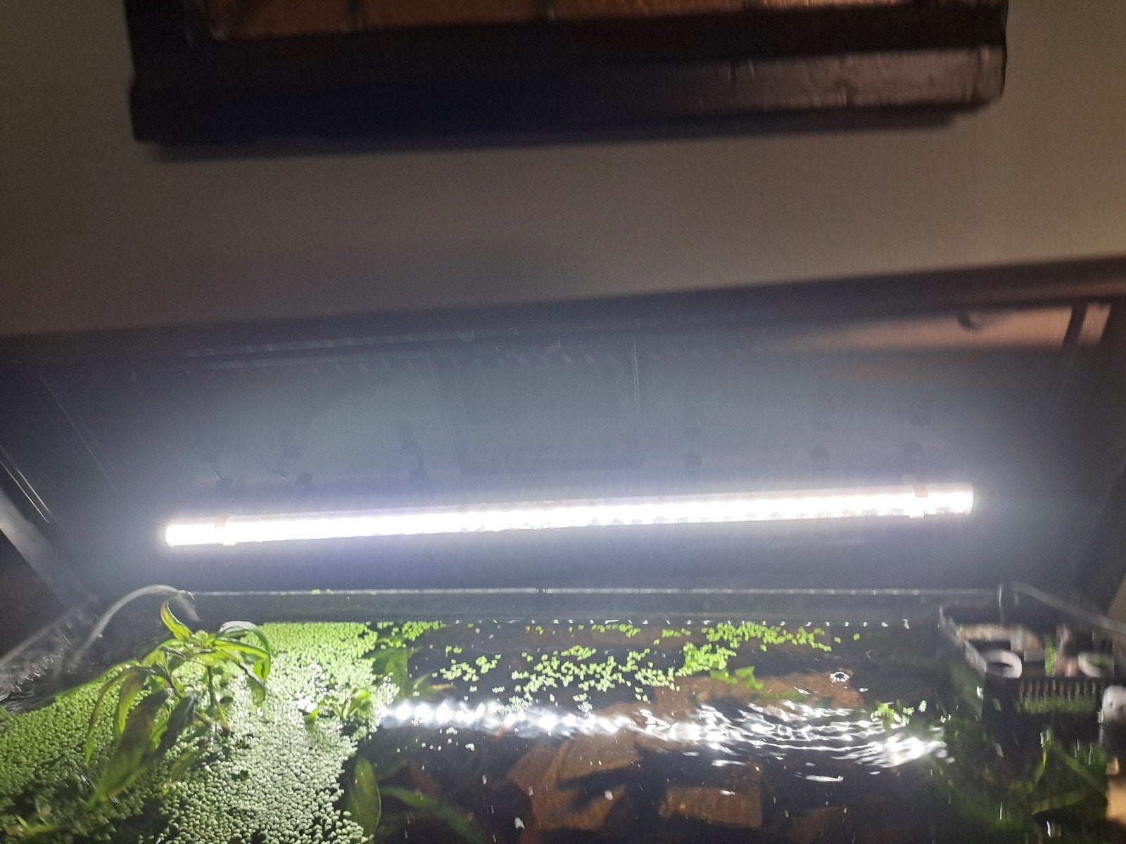 Juwel aquarium, Dieren en Toebehoren, Vis