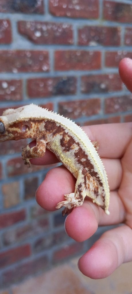 Rode Lilly White wimpergekko man Crested Gecko photo 2