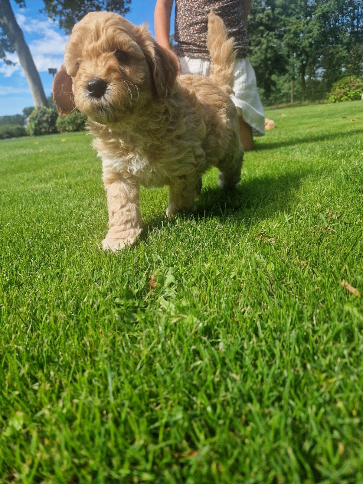 Mini Labradoodle pups, 1 tot 2 jaar, Meerdere, Meerdere dieren, Nederland