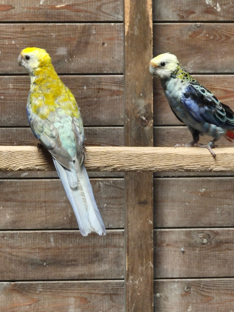 bleekkop rosella's, Dieren en Toebehoren, Meerdere dieren, Parkiet