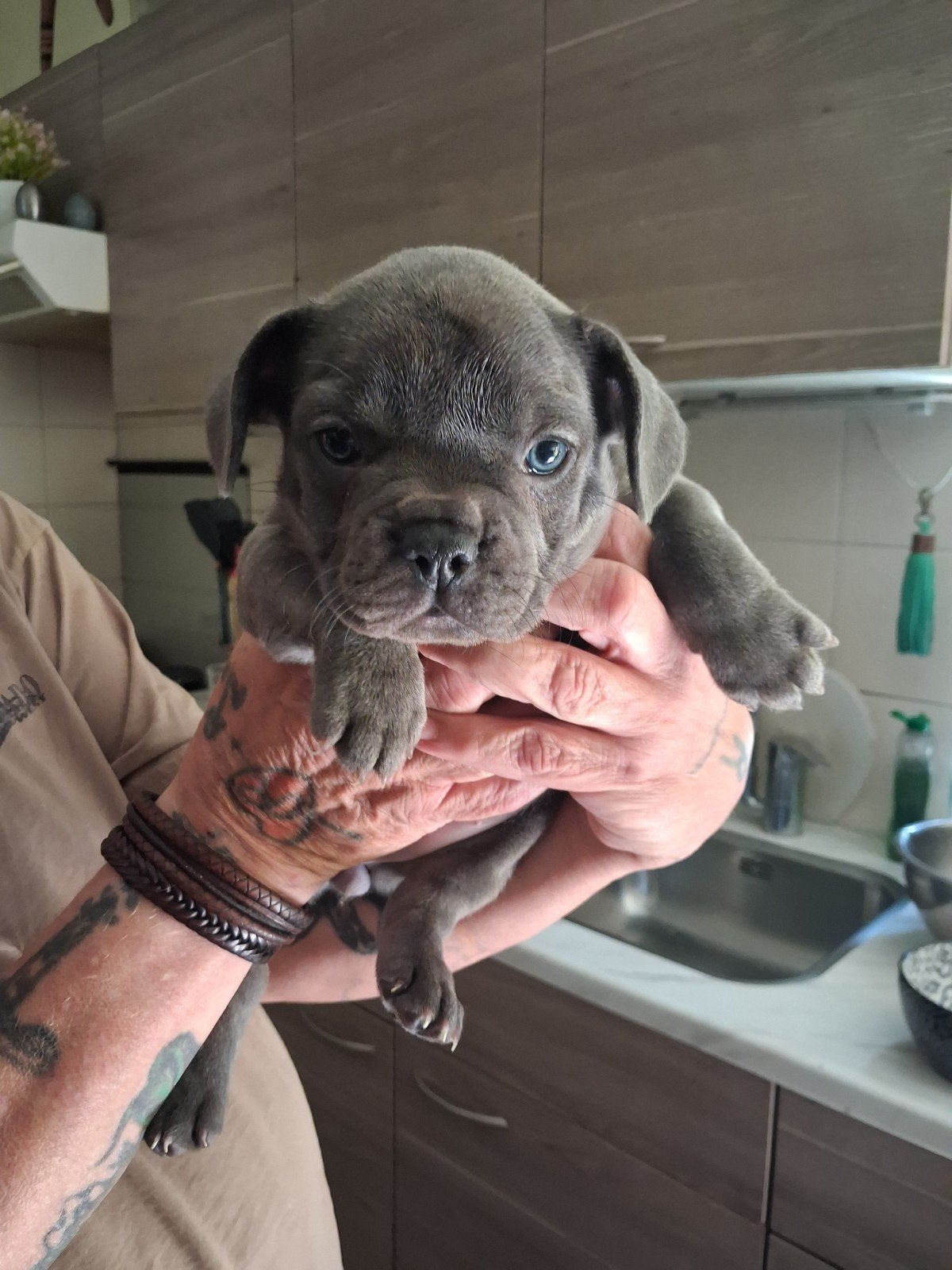Te koop Franse bulldog pups, Parvo, 8 tot 15 weken, Bulldog, Meerdere