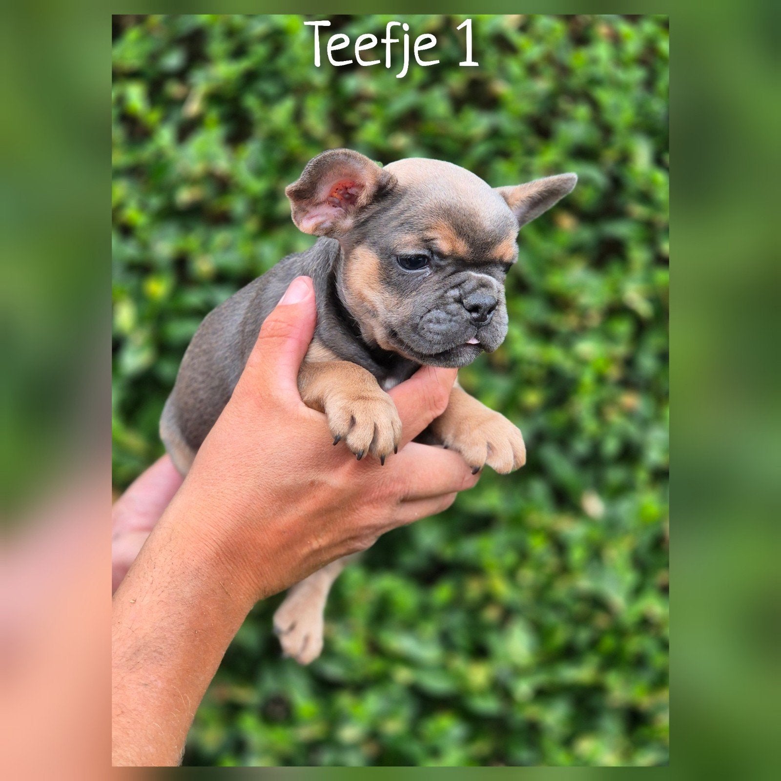 Prachtige Franse Bulldog pups, nog 2 beschikbaar!, Parvo, Nederland, 8 tot 15 weken, Bulldog